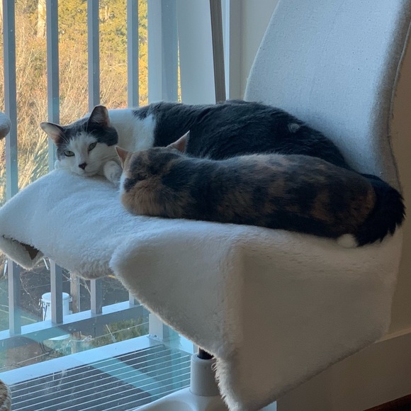 Bear - Picture 9 of 16